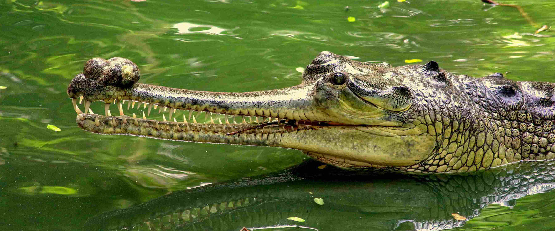 Discover Davao Crocodile Park: Wildlife Adventure