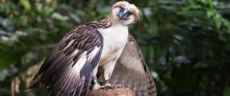 Philippine Eagle Center: Sanctuary of Majestic Eagles